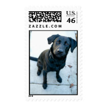 Black Lab postage