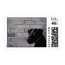 Black Lab postage postage