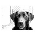 Black Lab posters
