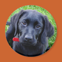 Black Lab puppy magnet