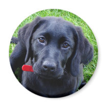 Black Lab puppy magnet by Lesleysloft Black Lab puppy magnet