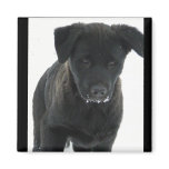 Black Lab puppy Magnets