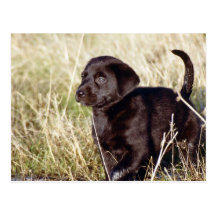Black Lab Puppy Post Cards