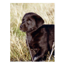 Black Lab Puppy Post Cards