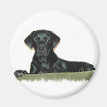 Black Lab Round Magnet