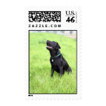 Black Lab Stamp
