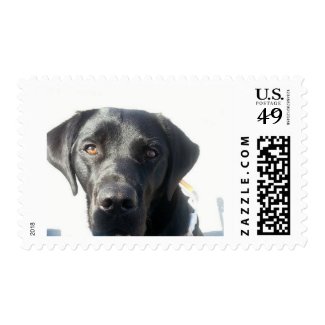Black Lab Stamp
