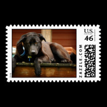 Black lab stamps stamps