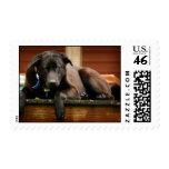 Black lab stamps
