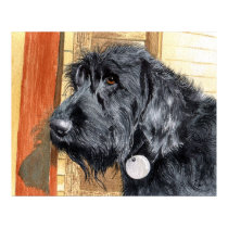 Black Labradoodle #1 Print