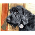 Black Labradoodle #1 Sculpture photo sculptures by mozache Black Labradoodle #1 Sculpture photo sculptures