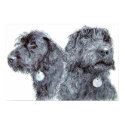 Black Labradoodles Print by mozache Black Labradoodles Print