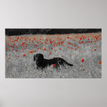 Black Labrador among the poppies canvas Poster