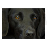 Black Labrador Dog Cards