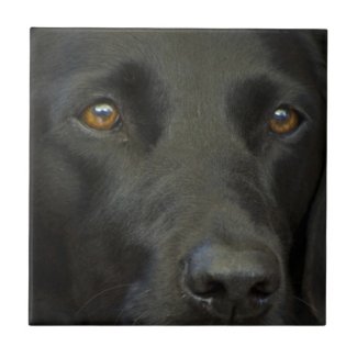 Black Labrador Dog Ceramic Tiles