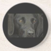 Black Labrador Dog Drink Coaster