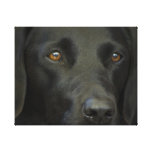 Black Labrador Dog Gallery Wrap Canvas