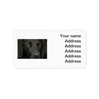 Black Labrador Dog