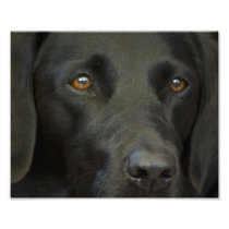 Black Labrador Dog