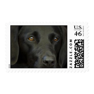 Black Labrador Dog zazzle_stamp