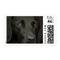 Black Labrador Dog Postage Stamps