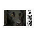 Black Labrador Dog Postage Stamps