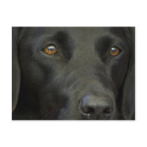 Black Labrador Dog Post Card
