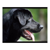 Black Labrador Dog posters