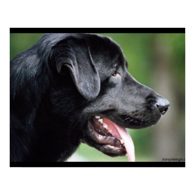 Black Labrador Dog Poster by ironydesign