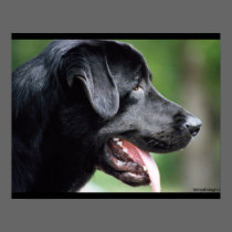 Black Labrador Dog posters
