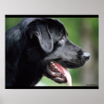 Black Labrador Dog Poster