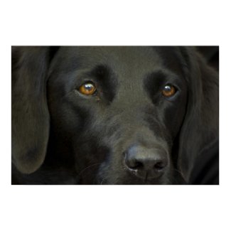 Black Labrador Dog Print print