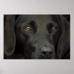 Black Labrador Dog Print