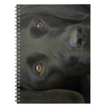 Black Labrador Dog Spiral Note Book