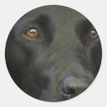 Black Labrador Dog Stickers