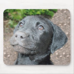 Black Labrador Mouse Mat
