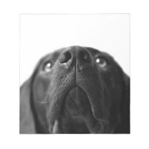 Black Labrador nose up close Scratch Pad