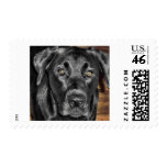 Black Labrador postage