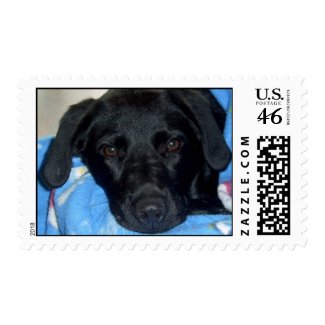 Black Labrador stamp