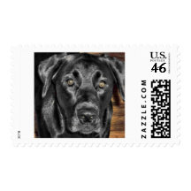 Black Labrador Postage Stamps
