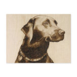 Black Labrador