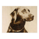 Black Labrador Postcard