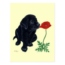 Black Labrador Puppy Postcards