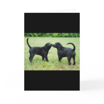 Black Labrador Retriever cards by billishirts Black Labrador Retriever cards