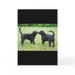 Black Labrador Retriever Greeting Card