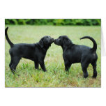 Black Labrador Retriever