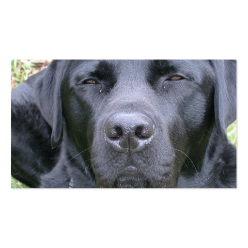 Black Labrador Retriever Dog Business Card (back side)