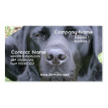 Black Labrador Retriever Dog Business Card