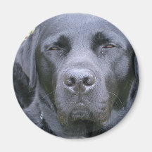 Black Labrador Retriever Dog Magnet