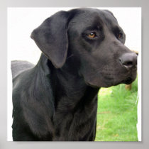 Black Labrador Retriever  Dog Poster Print